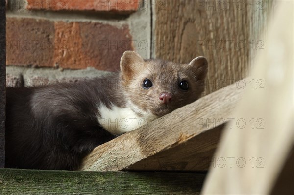 Beech marten