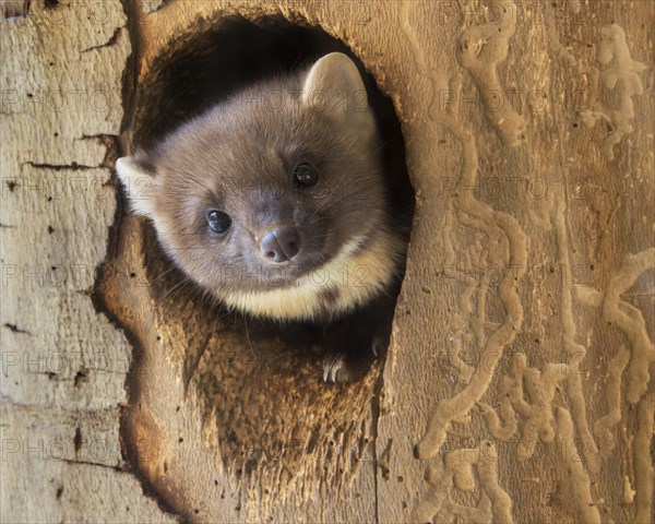 European pine marten