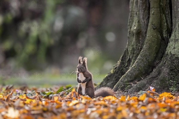 Cute Eurasian red squirrel