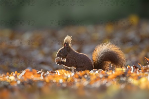 Cute Eurasian red squirrel