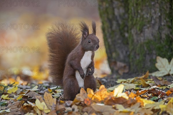 Cute Eurasian red squirrel