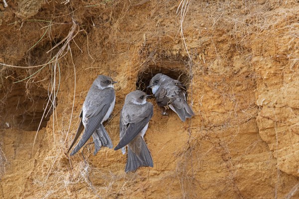 Three sand martins