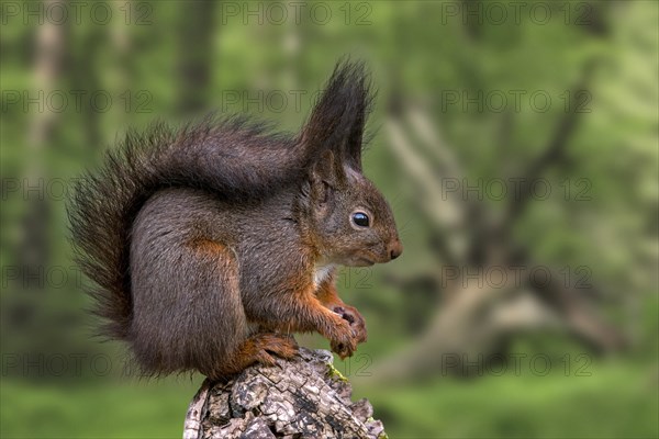 Cute Eurasian red squirrel