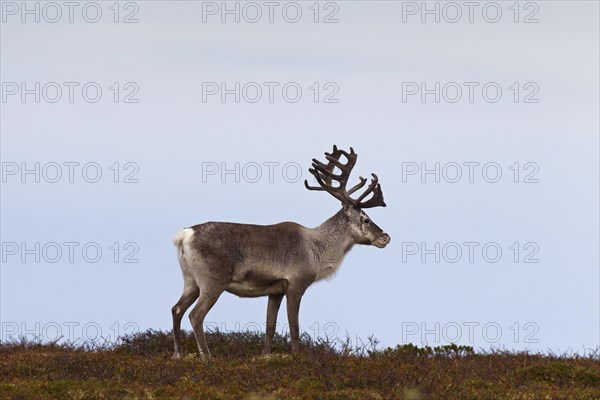 Reindeer