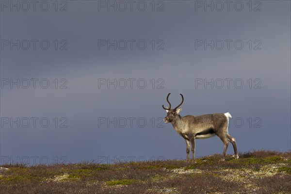 Reindeer