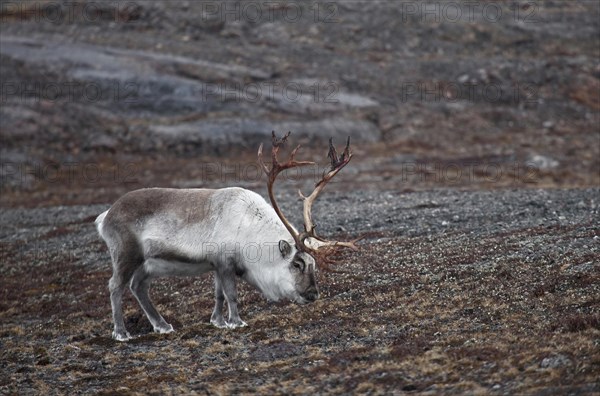 Svalbard reindeer