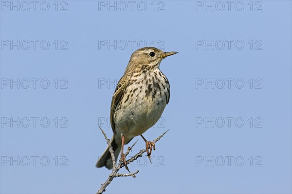 Meadow pipit