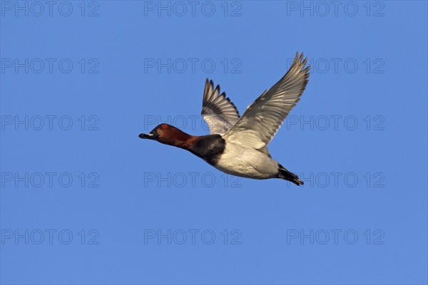 Common pochard