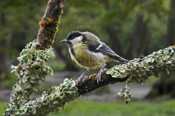 Great tit