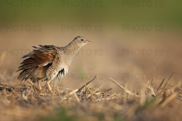 Corn crake