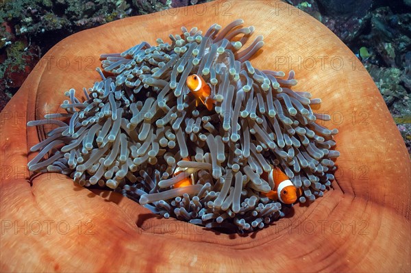 Three fish Specimens of ocellaris clownfish