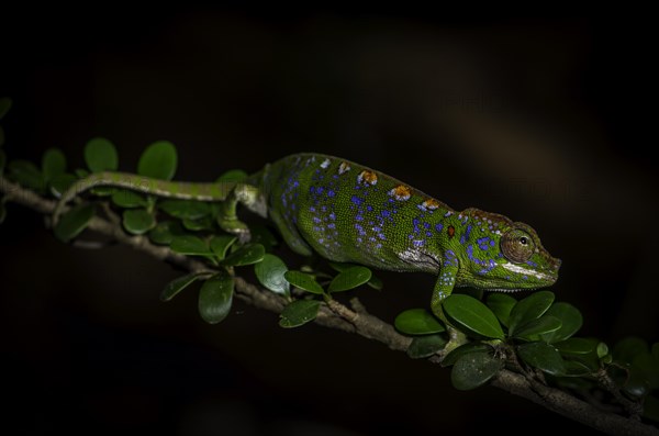 A female chameleon