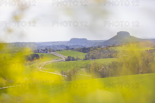 Cherry avenue on the Adamsberg with a view of the Koenigstein Fortress and the Lilienstein