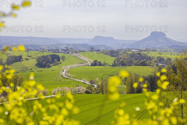 Cherry avenue on the Adamsberg with a view of the Koenigstein Fortress and the Lilienstein