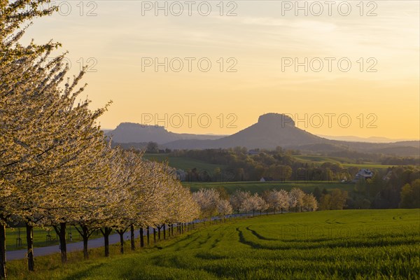 Cherry avenue on the Adamsberg with a view of the Koenigstein Fortress and the Lilienstein