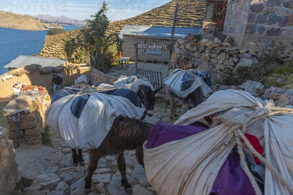 Donkeys carry loads from sea level to the mountains