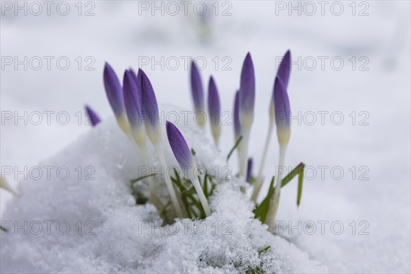 Crocuses push through the snow cover after a warm winter