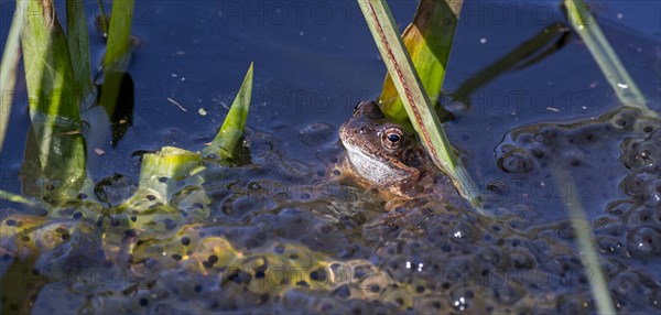 European common frog