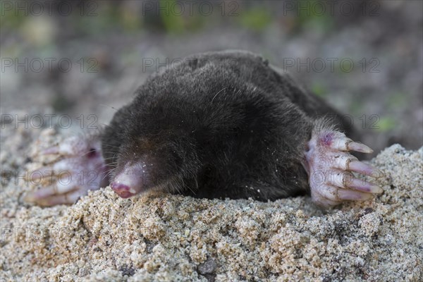 European mole