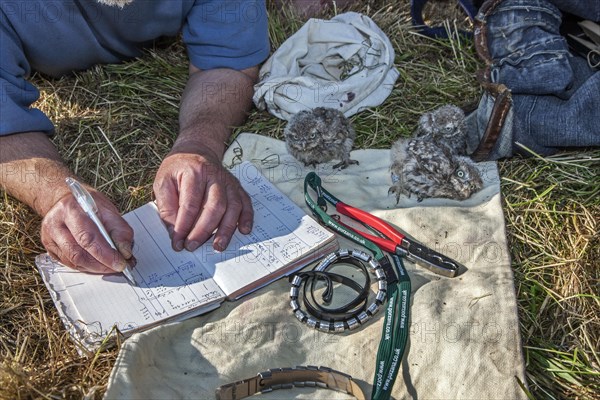 Bird ringer taking notes after ringing Little Owl