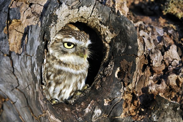 Close up of nesting Little owl