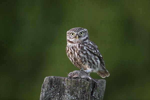 Ringed little owl