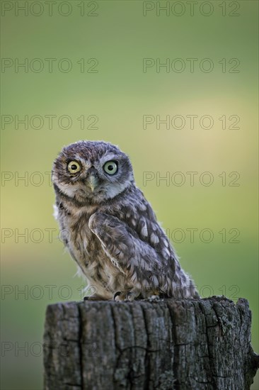 Little owl