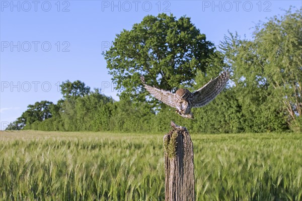 Little owl