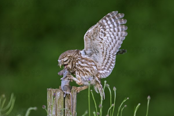 Ringed little owl