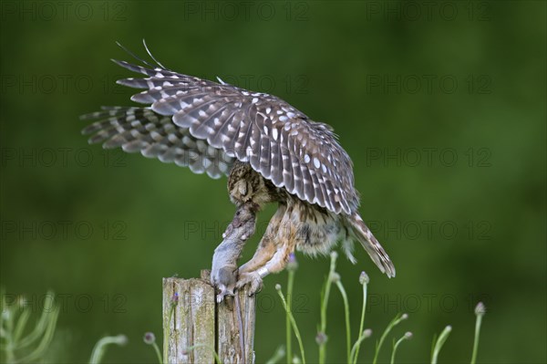 Ringed little owl