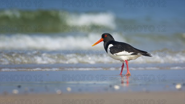 Eurasian oystercatcher