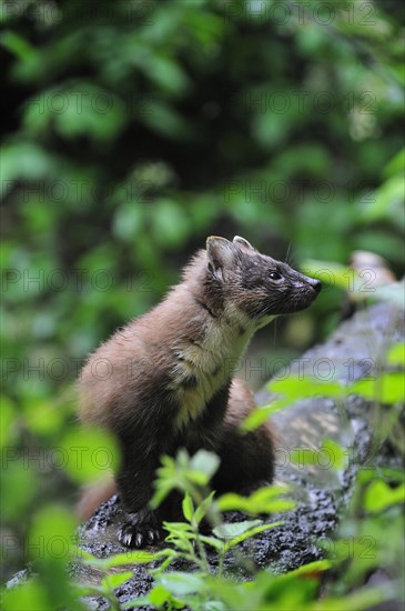 Pine marten