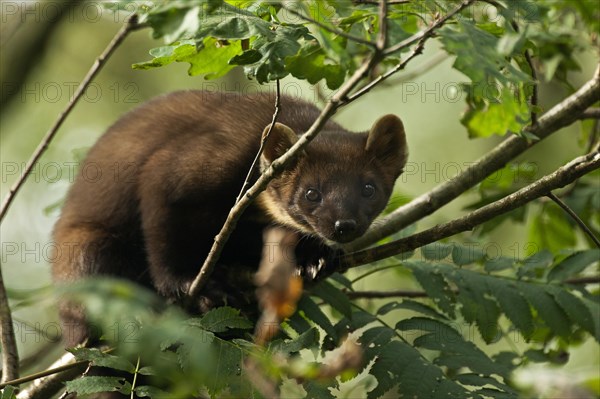 European pine marten