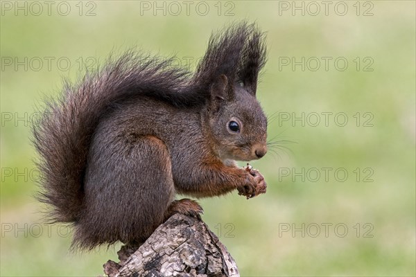 Cute Eurasian red squirrel