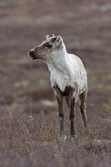 Reindeer