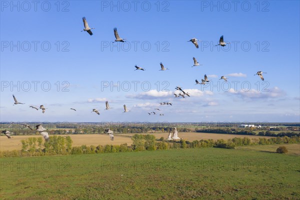 Migrating flock of common cranes