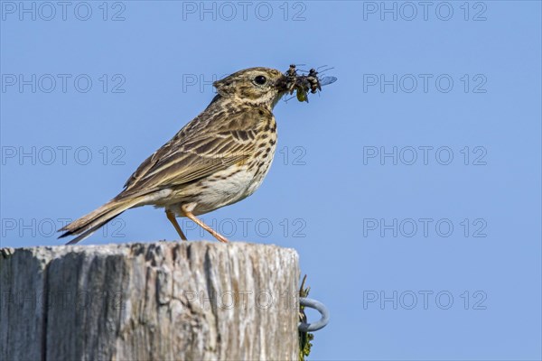 Meadow pipit