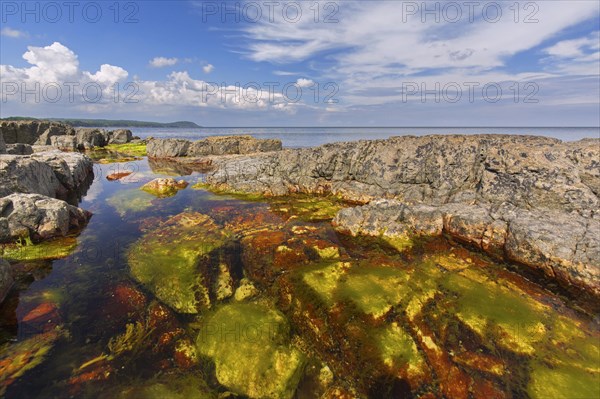 Alga in tide pool