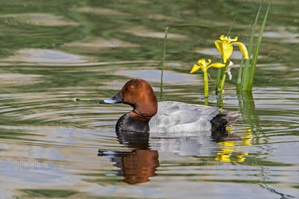 Common pochard