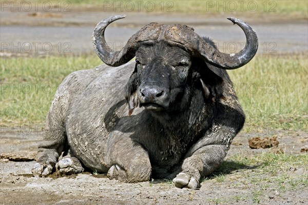 African buffalo