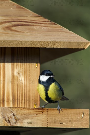 Great tit