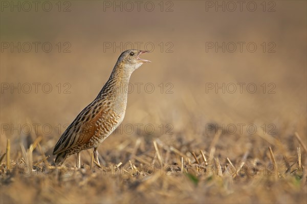 Corn crake