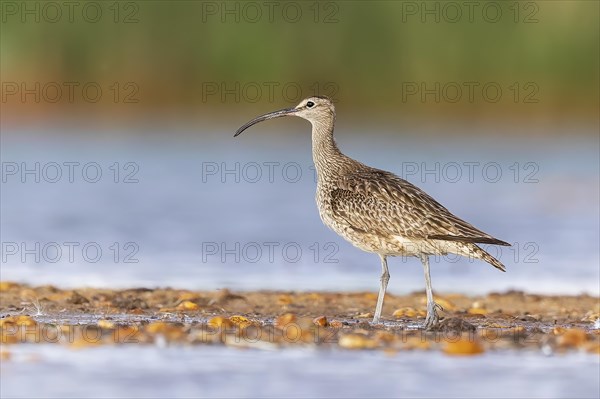 Whimbrel