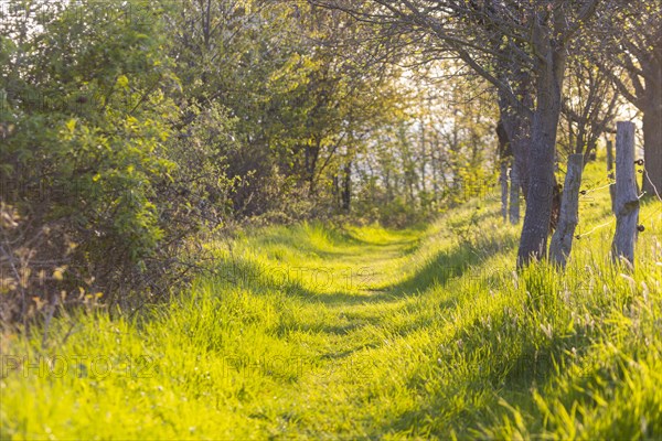 Sunken path on the Adamsberg in spring