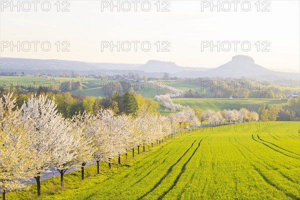 Cherry avenue on the Adamsberg with a view of the Koenigstein Fortress and the Lilienstein