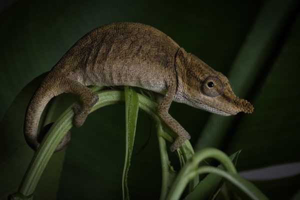 Two-coloured chameleon