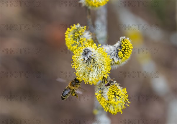 Bees gather nectar on willow catkins in the first warm rays of sunshine