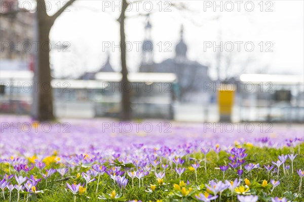 Thousands of crocuses and winter roses are in bloom around the Golden Rider at Neustaedter Markt and are a popular photo motif