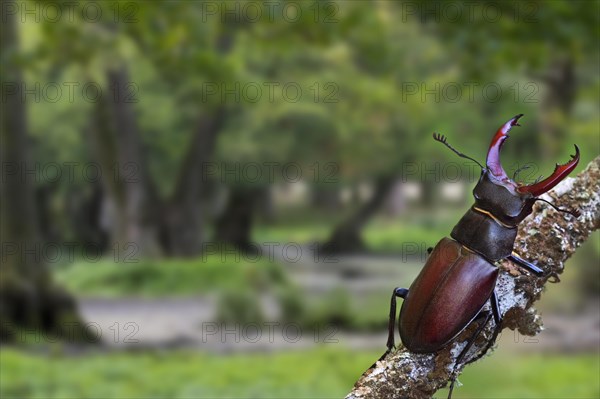 European stag beetle