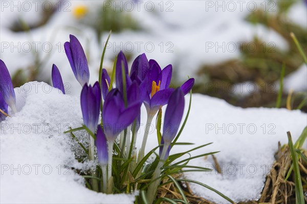 Crocuses push through the snow cover after a warm winter